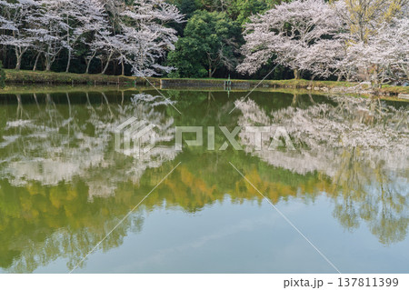 池を囲む桜に見惚れる、知る人ぞ知る天理市内山永久寺跡 池を囲む桜に見惚れる、知る人ぞ知る天理市内山永久寺跡 137811399