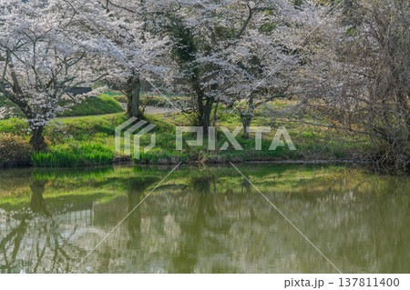 池を囲む桜に見惚れる、知る人ぞ知る天理市内山永久寺跡 池を囲む桜に見惚れる、知る人ぞ知る天理市内山永久寺跡 137811400