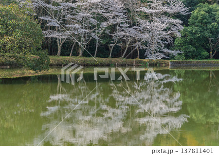 池を囲む桜に見惚れる、知る人ぞ知る天理市内山永久寺跡 池を囲む桜に見惚れる、知る人ぞ知る天理市内山永久寺跡 137811401