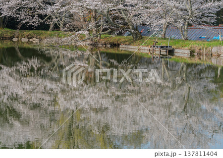 池を囲む桜に見惚れる、知る人ぞ知る天理市内山永久寺跡 池を囲む桜に見惚れる、知る人ぞ知る天理市内山永久寺跡 137811404