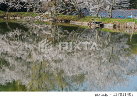 池を囲む桜に見惚れる、知る人ぞ知る天理市内山永久寺跡 137811405