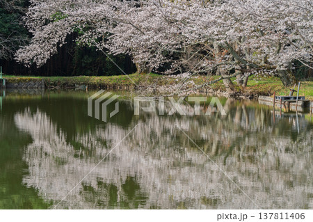 池を囲む桜に見惚れる、知る人ぞ知る天理市内山永久寺跡 137811406