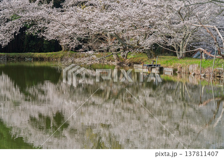 池を囲む桜に見惚れる、知る人ぞ知る天理市内山永久寺跡 池を囲む桜に見惚れる、知る人ぞ知る天理市内山永久寺跡 137811407