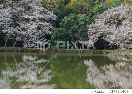 池を囲む桜に見惚れる、知る人ぞ知る天理市内山永久寺跡 池を囲む桜に見惚れる、知る人ぞ知る天理市内山永久寺跡 137811408