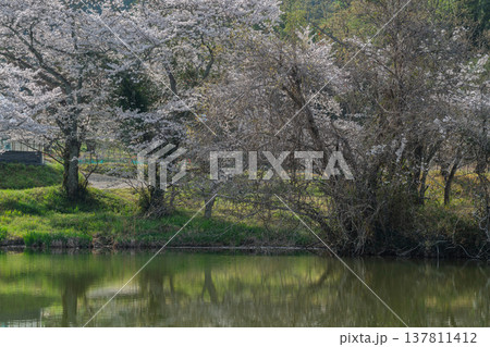 池を囲む桜に見惚れる、知る人ぞ知る天理市内山永久寺跡 137811412