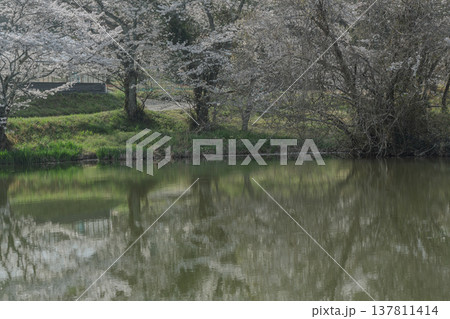 池を囲む桜に見惚れる、知る人ぞ知る天理市内山永久寺跡 137811414