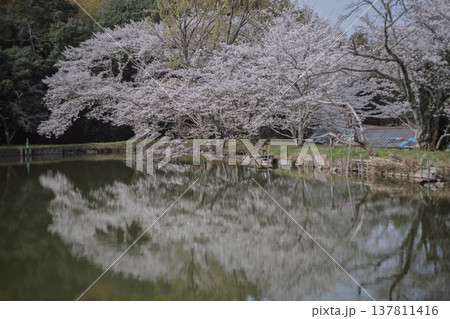 池を囲む桜に見惚れる、知る人ぞ知る天理市内山永久寺跡 137811416
