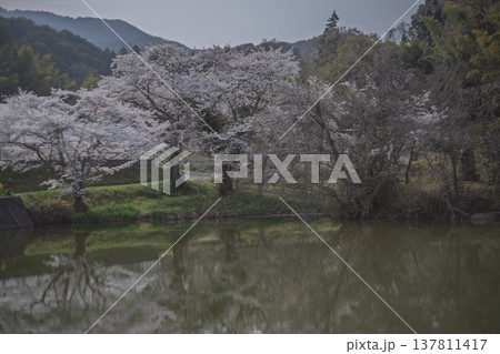 池を囲む桜に見惚れる、知る人ぞ知る天理市内山永久寺跡 137811417