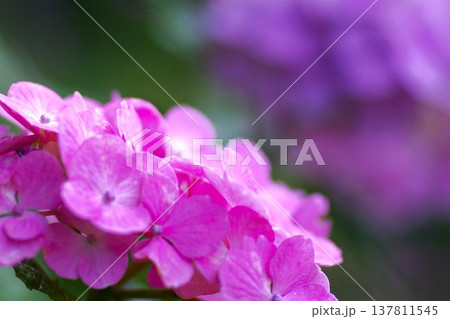 雨に濡れたピンクの紫陽花 137811545