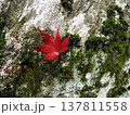 苔むした岩と一葉の赤いモミジの落ち葉 137811558