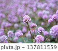 ヒメツルソバの群生とピンクの花 137811559
