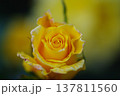 黄色いバラ 137811560