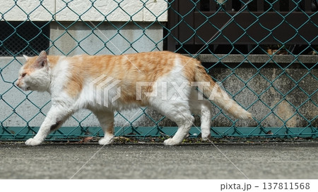 かわいいねこ かわいいねこ 137811568
