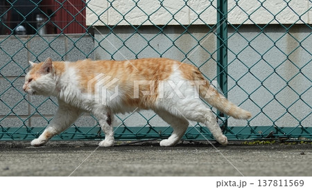 かわいいねこ かわいいねこ 137811569