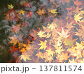 水に浮かぶ紅葉 137811574