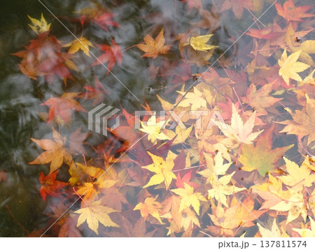 水に浮かぶ紅葉 137811574