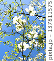 青空に映える花水木 137811575