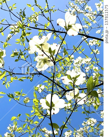 青空に映える花水木 137811575