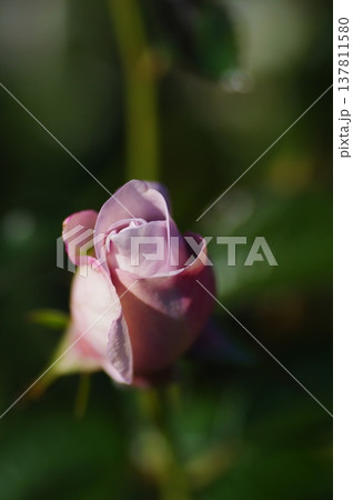 緑の中に映える可愛い秋バラ 137811580