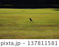 公園の芝生の上の一羽のカラス 137811581