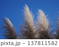 青空に映えるパンパスグラス 137811582