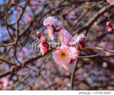 春の訪れを告げる梅の花 137811667