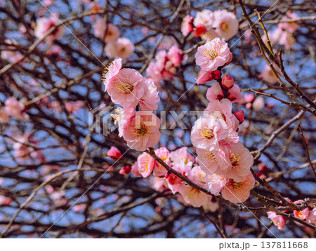 春の訪れを告げる梅の花 137811668