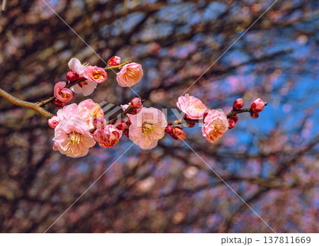 青空に映える赤い梅の花 137811669