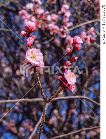 春を告げる梅の花 137811670