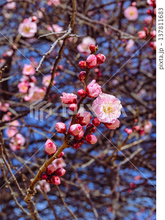 春の訪れを告げる梅の花 137811683