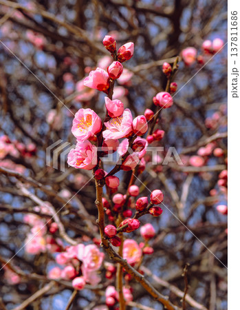 咲き始めた梅の花 137811686