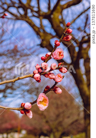 春の訪れを告げる梅の花 春の訪れを告げる梅の花 137811690