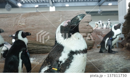 かわいいペンギン かわいいペンギン 137811730