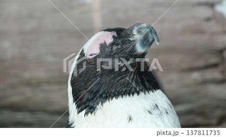 かわいいペンギン 137811735