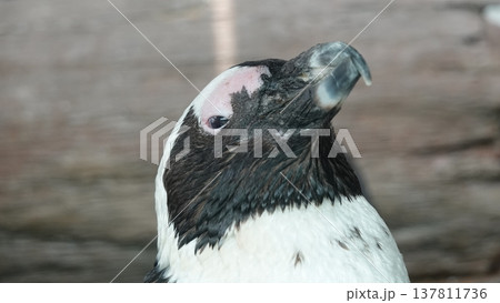 かわいいペンギン かわいいペンギン 137811736