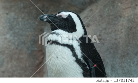 かわいいペンギン かわいいペンギン 137811743