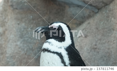 かわいいペンギン かわいいペンギン 137811746