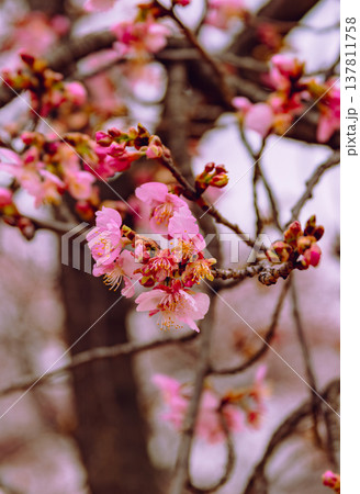 春の訪れを告げる河津桜 137811758
