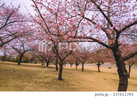 春の訪れを告げる河津桜 春の訪れを告げる河津桜 137811765