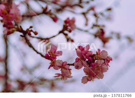 春の訪れを告げる河津桜 137811766