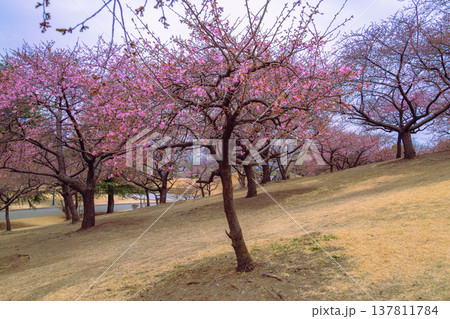 春の訪れを告げる河津桜 春の訪れを告げる河津桜 137811784