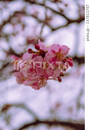 春の訪れを告げる河津桜 137811787