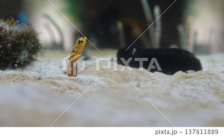チンアナゴ チンアナゴ 137811889