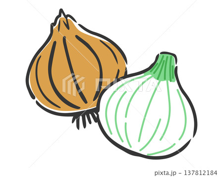 新玉ねぎと玉ねぎのイラスト　ベクター 137812184