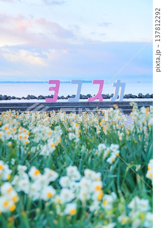 野比海岸水仙ロード 137812292
