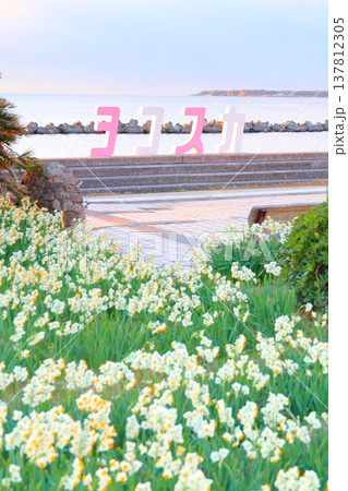 野比海岸水仙ロード 野比海岸水仙ロード 137812305
