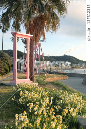 野比海岸水仙ロード 野比海岸水仙ロード 137812318