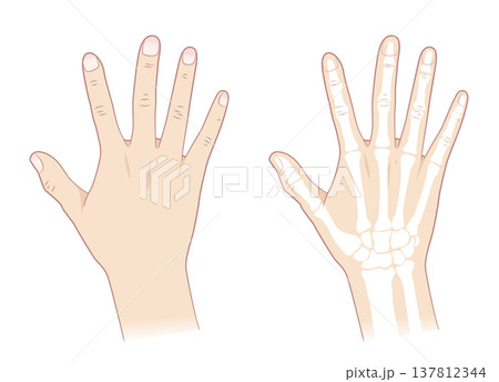 正常な右手とその骨 137812344