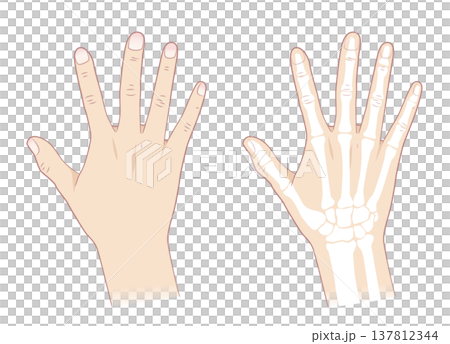 正常な右手とその骨 137812344