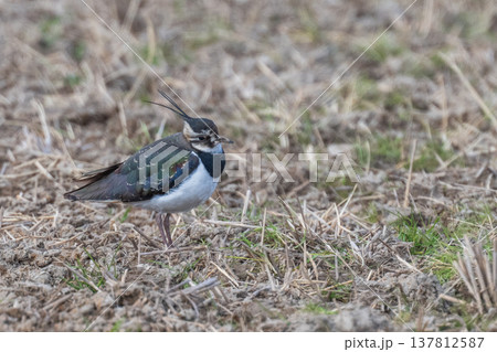 タゲリ　田んぼの貴婦人 137812587